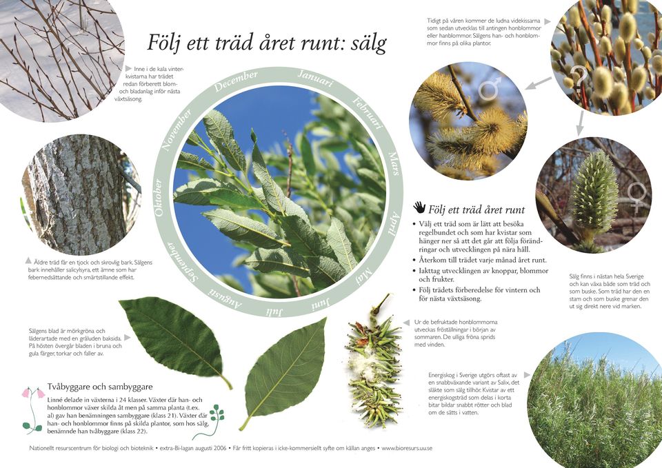 Februari November Mars Oktober Följ ett träd året runt Äldre träd får en tjock och skrovlig bark. Sälgens bark innehåller salicylsyra, ett ämne som har febernedsättande och smärtstillande effekt.