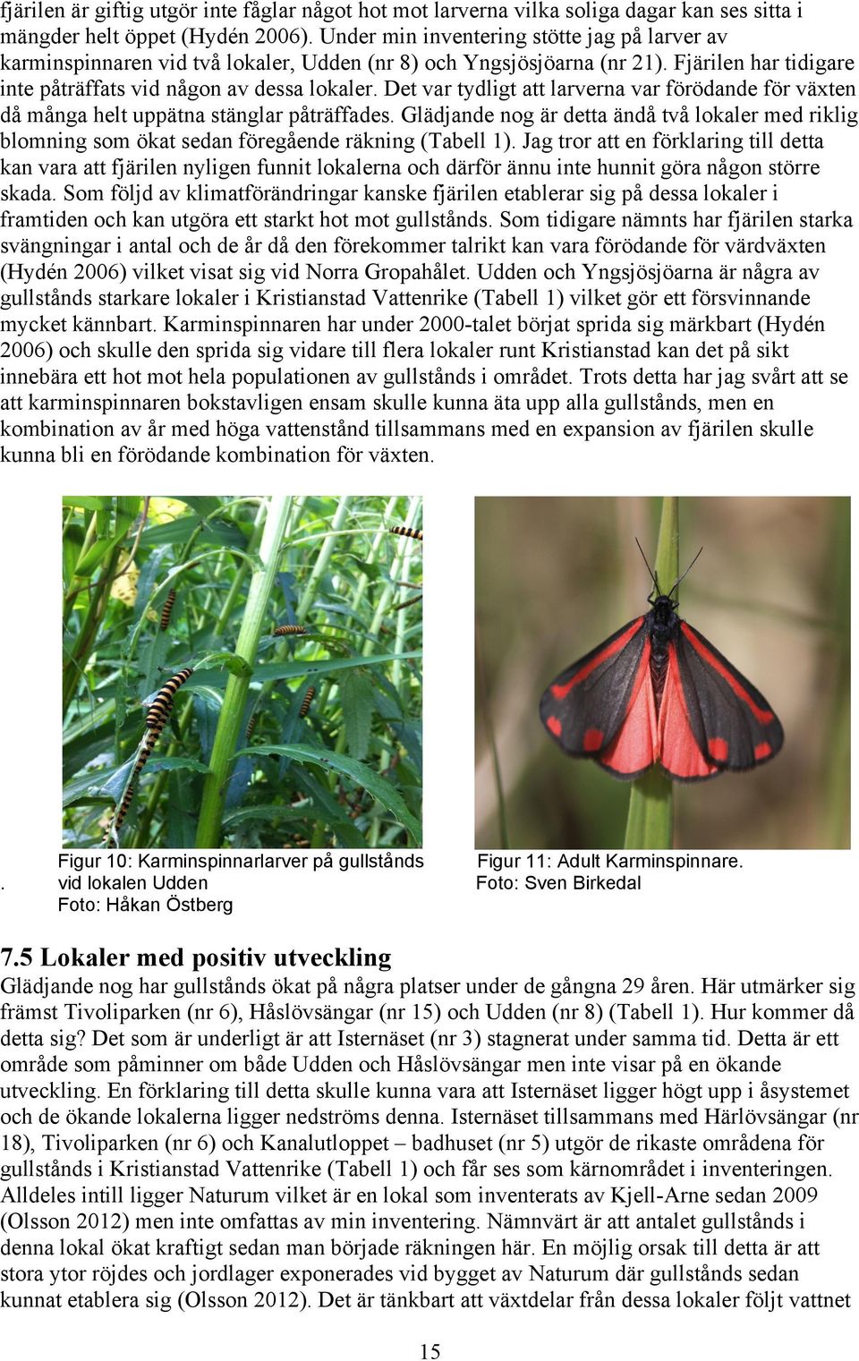 Det var tydligt att larverna var förödande för växten då många helt uppätna stänglar påträffades.