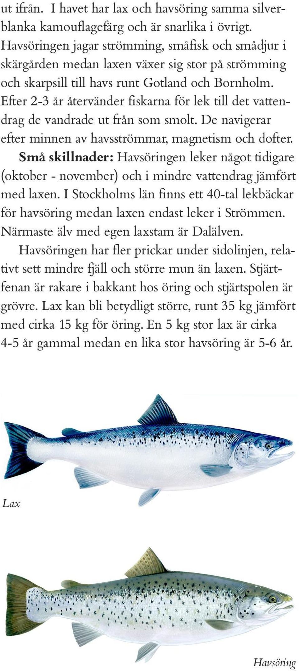 Efter 2-3 år återvänder fiskarna för lek till det vattendrag de vandrade ut från som smolt. De navigerar efter minnen av havsströmmar, magnetism och dofter.