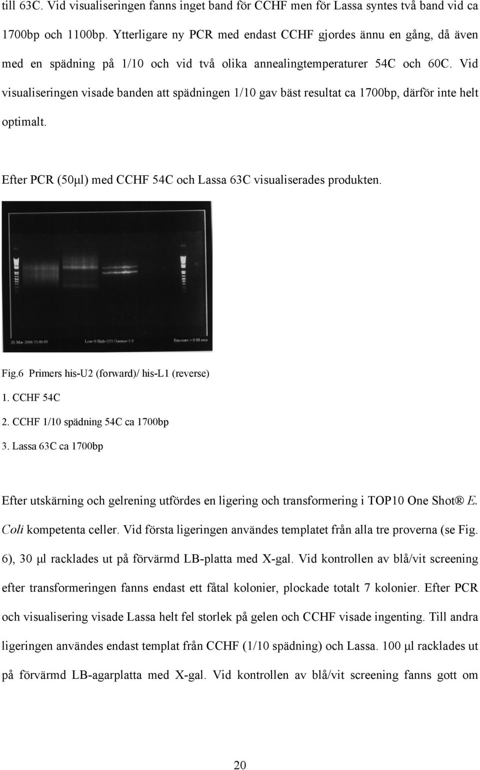 Vid visualiseringen visade banden att spädningen 1/10 gav bäst resultat ca 1700bp, därför inte helt optimalt. Efter PCR (50µl) med CCHF 54C och Lassa 63C visualiserades produkten. Fig.