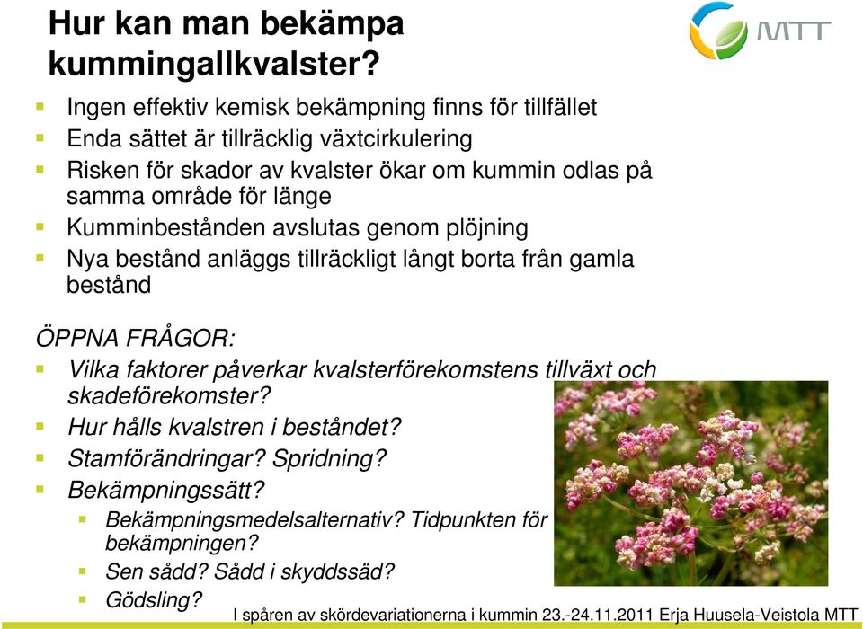 odlas på samma område för länge Kumminbestånden avslutas genom plöjning Nya bestånd anläggs tillräckligt långt borta från gamla bestånd ÖPPNA