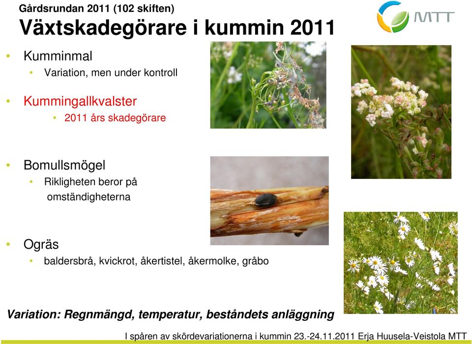 Bomullsmögel Rikligheten beror på omständigheterna Ogräs baldersbrå,