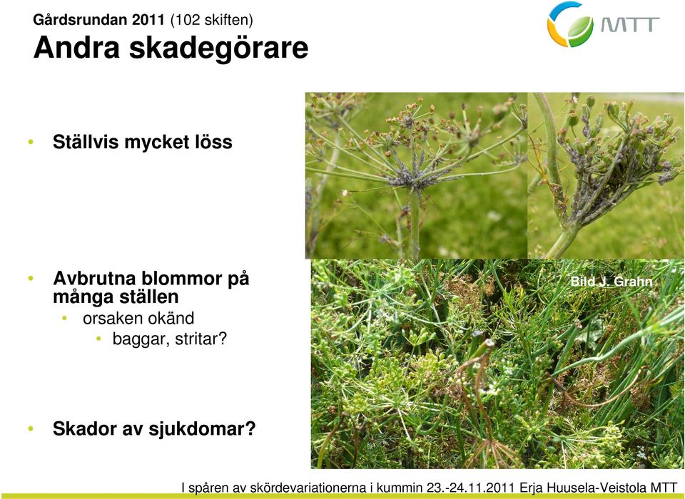 blommor på många ställen orsaken okänd