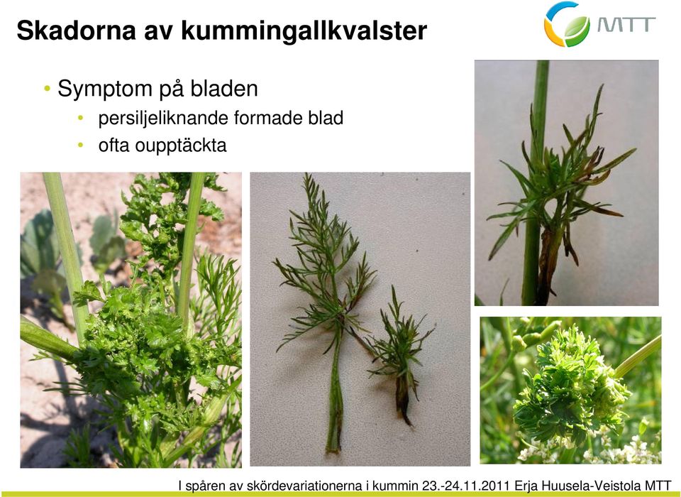Symptom på bladen