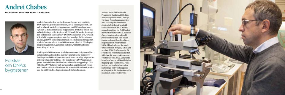 När en cell ska dela sig i två nya celler kopieras allt DNA och för att det ska ske på rätt sätt krävs en viss balans av dntp. Produktionen av A, T, G och C är därför noggrant reglerad.