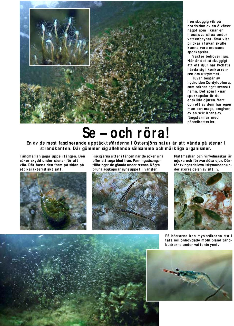 Det som liknar sporkapslar är de enskilda djuren. Vart och ett av dem har egen mun och mage, omgiven av en skir krans av fångstarmar med nässelbatterier.