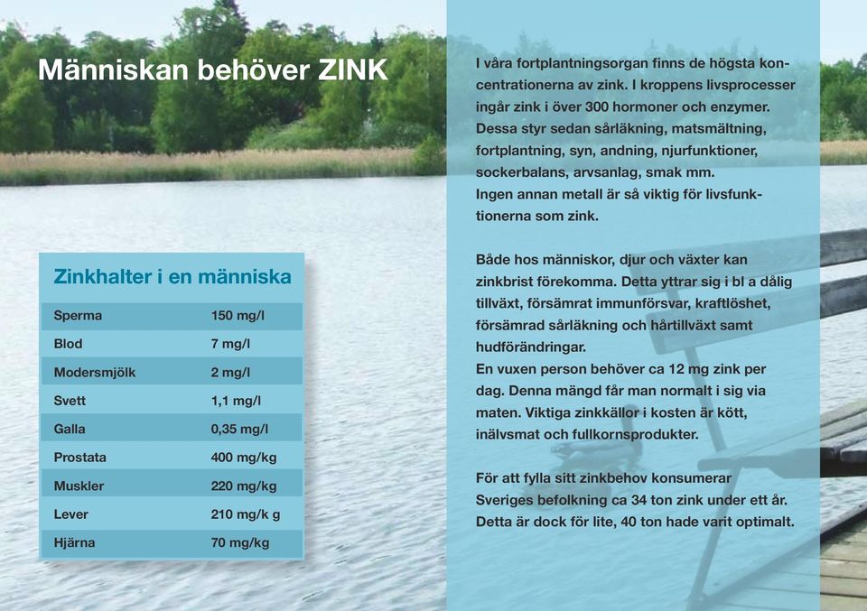 Zinkhalter i en människa Sperma 150 mg/l Blod 7 mg/l Modersmjölk 2 mg/l Svett 1,1 mg/l Galla 0,35 mg/l Prostata 400 mg/kg Muskler 220 mg/kg Lever 210 mg/k g Hjärna 70 mg/kg Både hos människor, djur