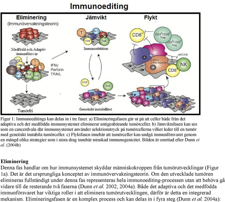 c) Flyktfasen innebär att tumörceller kan undgå immunförsvaret genom en mängd olika strategier som i stora drag innebär minskad immunogenicitet. Bilden är omritad efter Dunn et al.