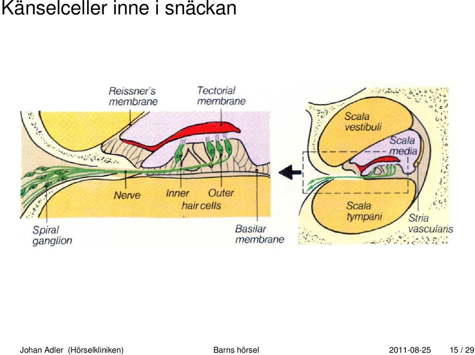 (Hörselkliniken)