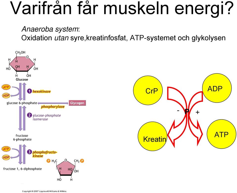 syre,kreatinfosfat, ATP-systemet