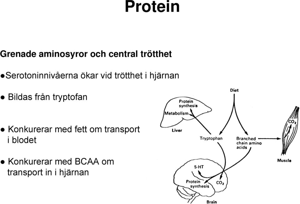 Bildas från tryptofan Konkurerar med fett om