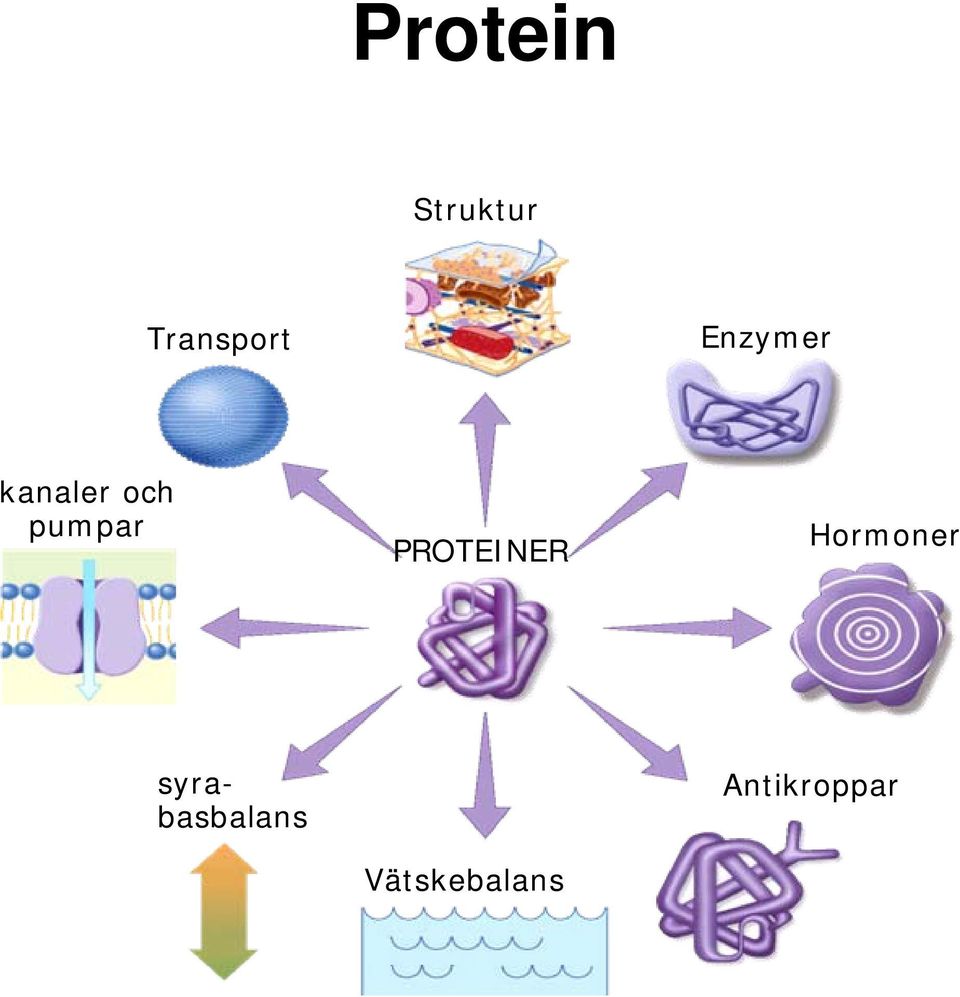 PROTEINER Hormoner