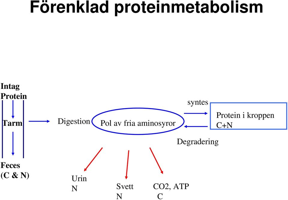 fria aminosyror Protein i kroppen C+N