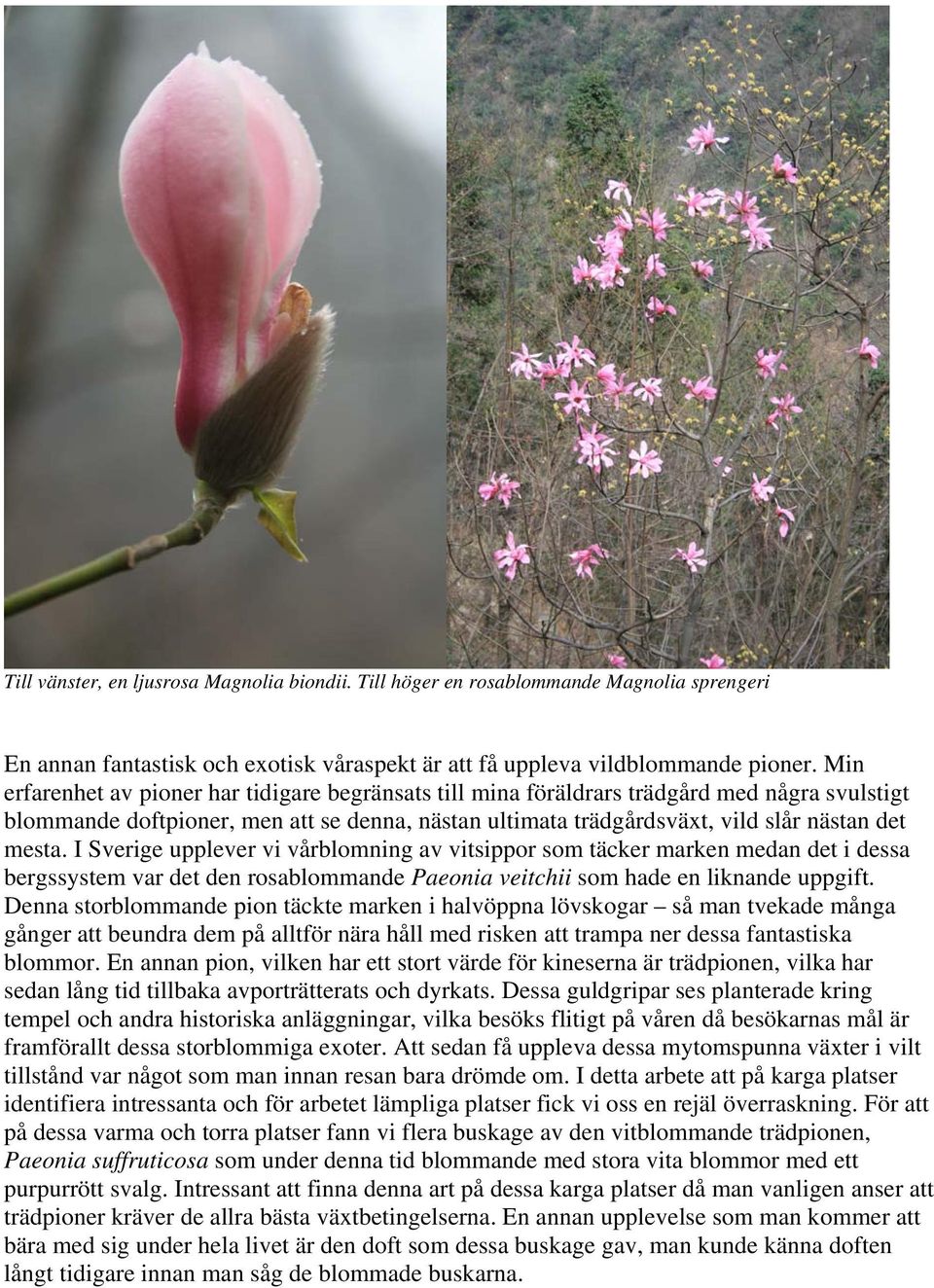 I Sverige upplever vi vårblomning av vitsippor som täcker marken medan det i dessa bergssystem var det den rosablommande Paeonia veitchii som hade en liknande uppgift.