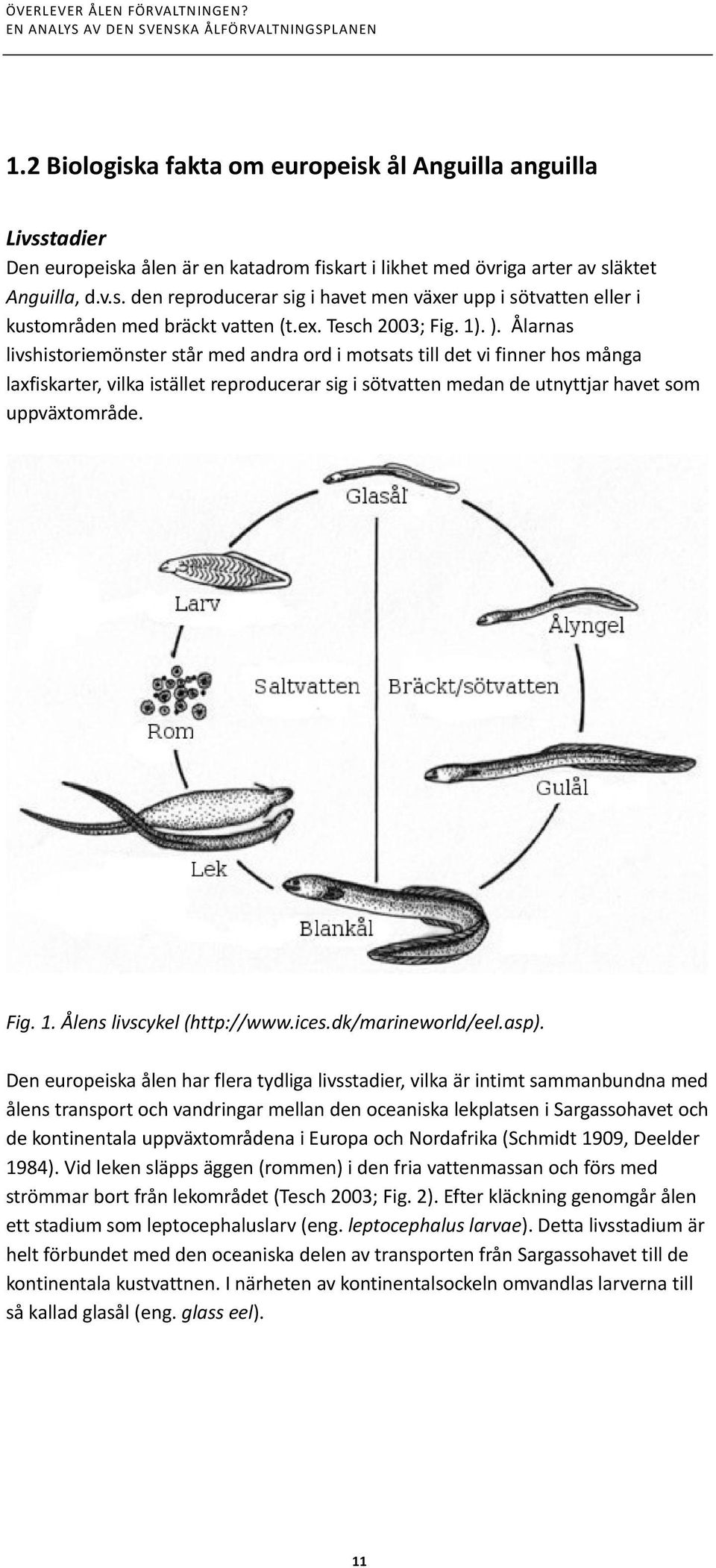 Ålarnas livshistoriemönster står med andra ord i motsats till det vi finner hos många laxfiskarter, vilka istället reproducerar sig i sötvatten medan de utnyttjar havet som uppväxtområde. Fig. 1.