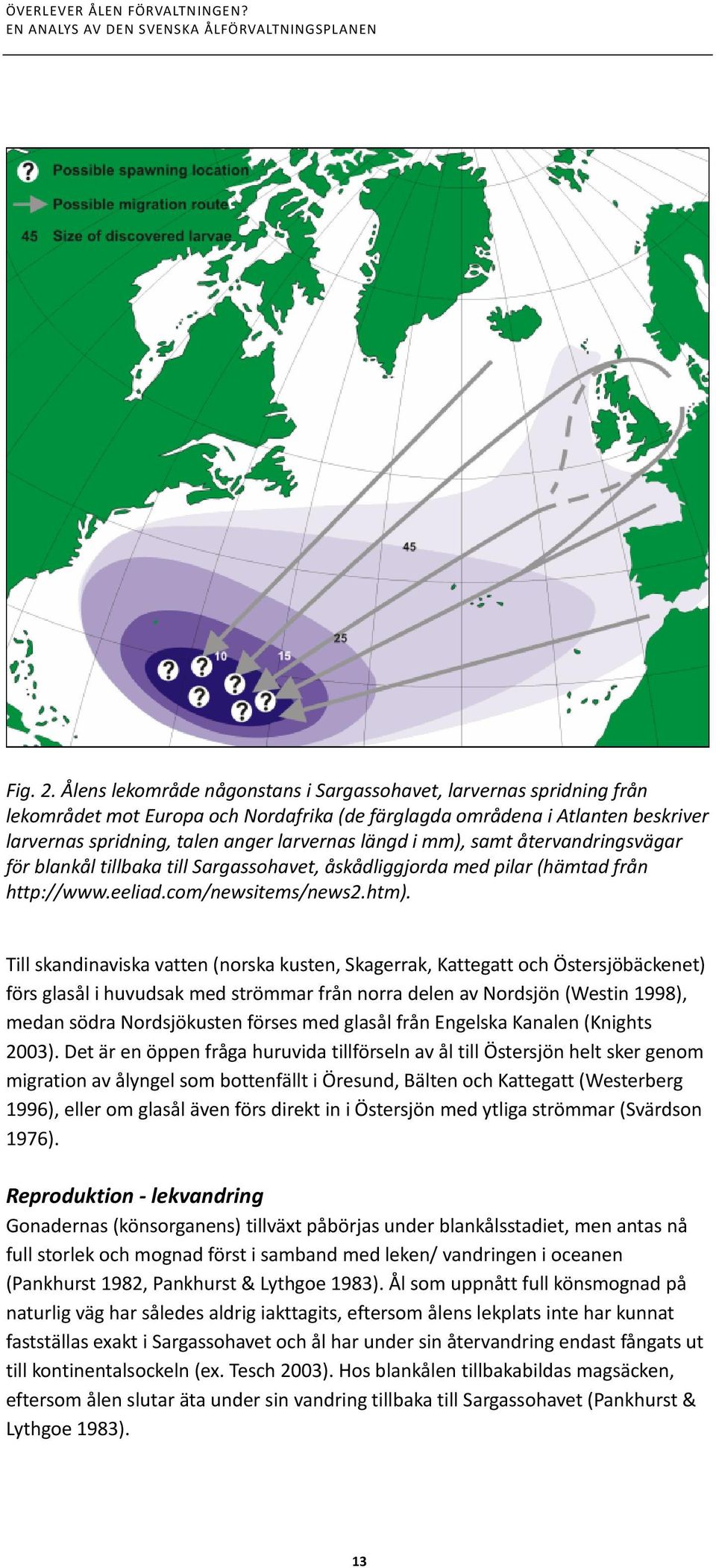 i mm), samt återvandringsvägar för blankål tillbaka till Sargassohavet, åskådliggjorda med pilar (hämtad från http://www.eeliad.com/newsitems/news2.htm).