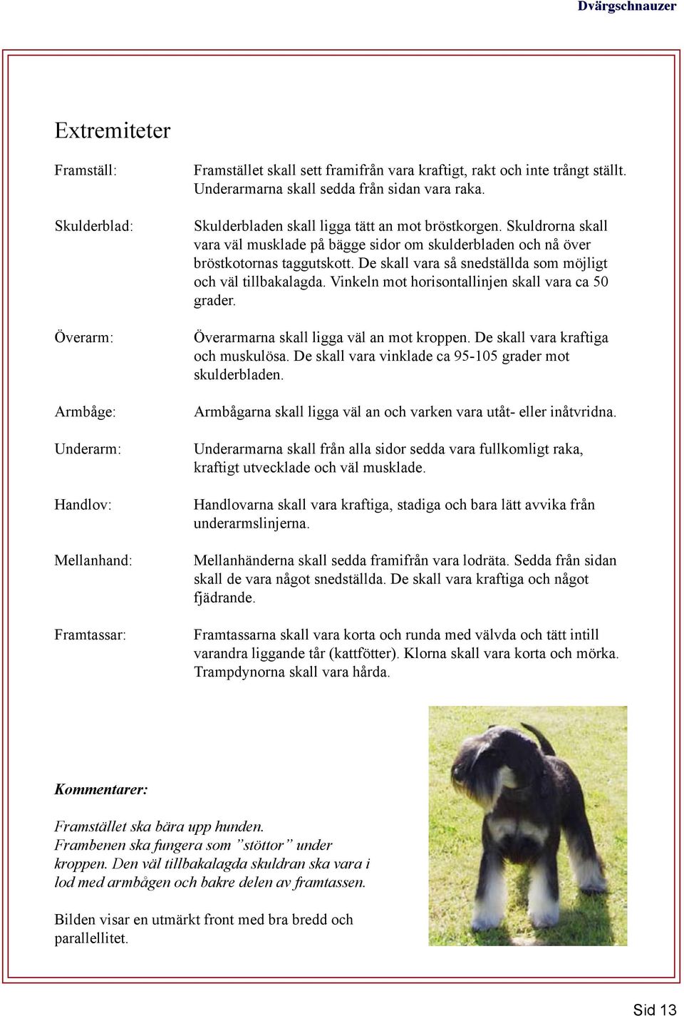 Skuldrorna skall vara väl musklade på bägge sidor om skulderbladen och nå över bröstkotornas taggutskott. De skall vara så snedställda som möjligt och väl tillbakalagda.