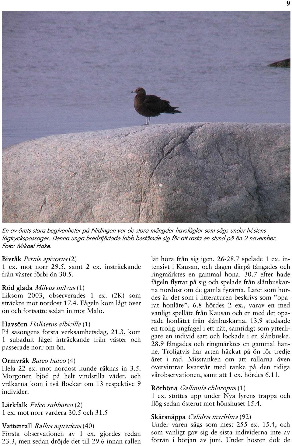5. Röd glada Milvus milvus (1) Liksom 2003, observerades 1 ex. (2K) som sträckte mot nordost 17.4. Fågeln kom lågt över ön och fortsatte sedan in mot Malö.