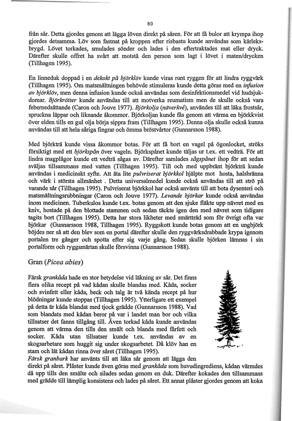 En linneduk doppad i en dekokt på björklöv kunde viras runt ryggen for att lindra ryggvärk (Tillhagen 1995).