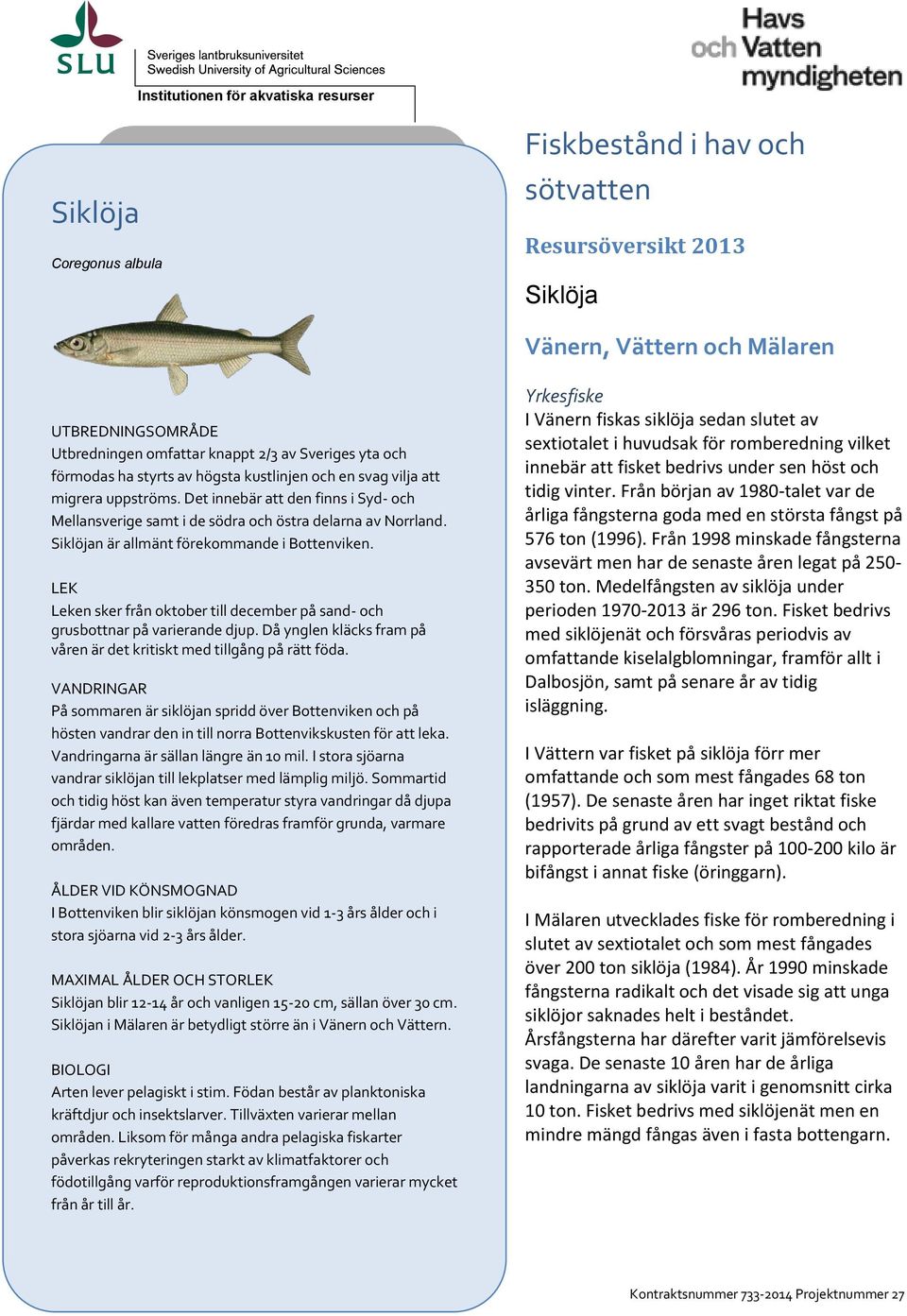 Siklöjan är allmänt förekommande i Bottenviken. LEK Leken sker från oktober till december på sand- och grusbottnar på varierande djup.