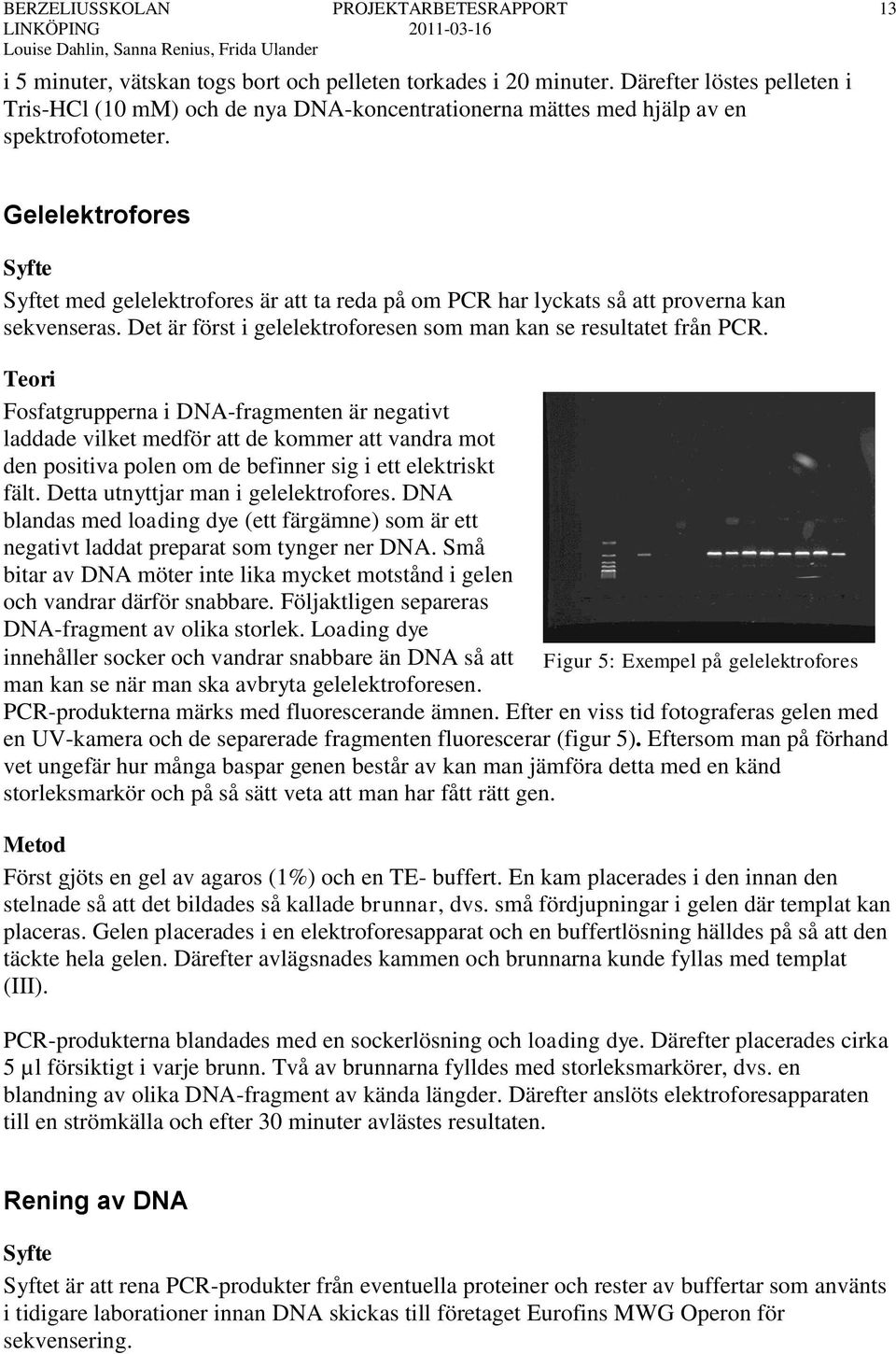 Gelelektrofores Syfte Syftet med gelelektrofores är att ta reda på om PCR har lyckats så att proverna kan sekvenseras. Det är först i gelelektroforesen som man kan se resultatet från PCR.