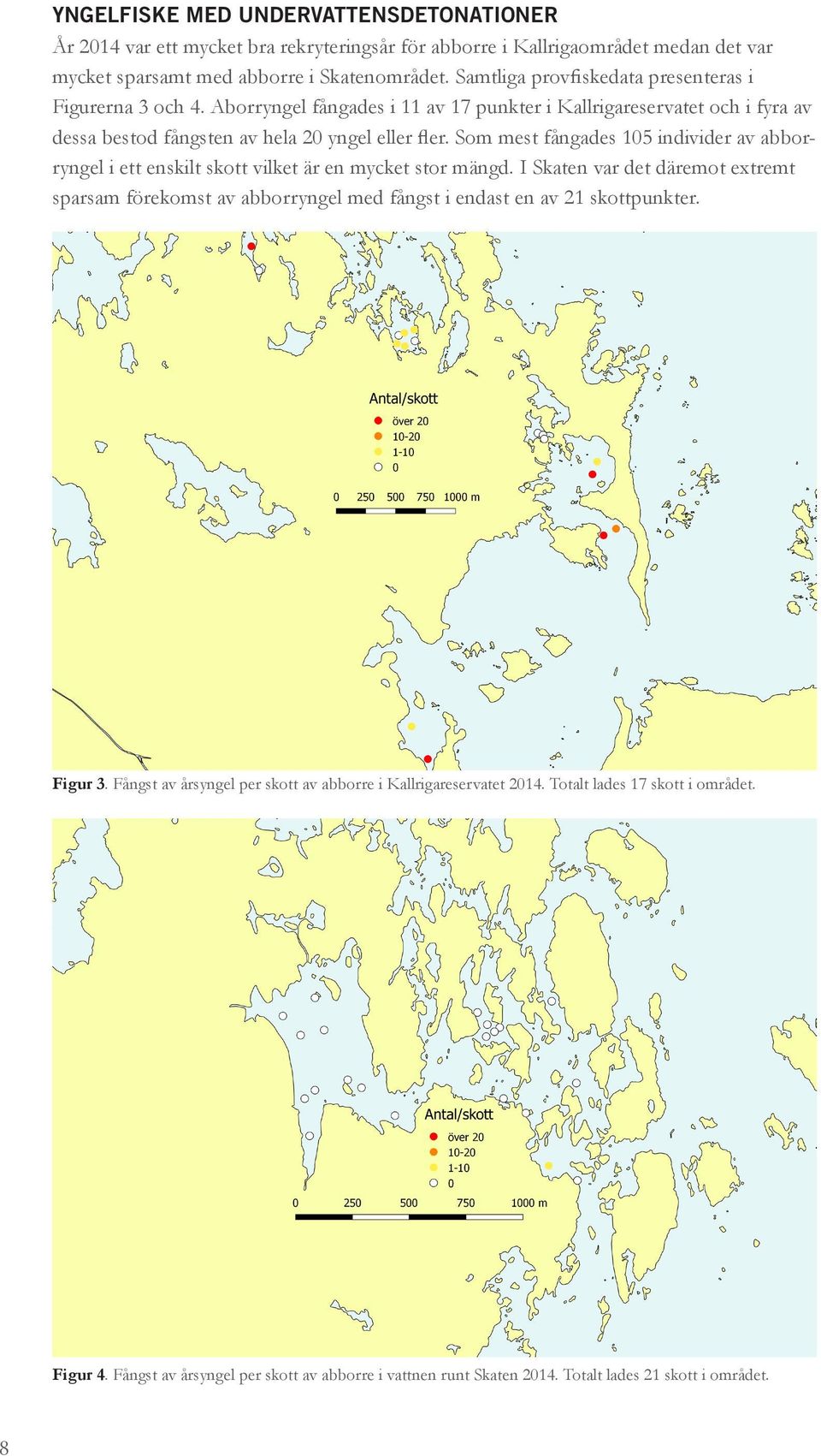 Som mest fångades 105 individer av abborryngel i ett enskilt skott vilket är en mycket stor mängd.