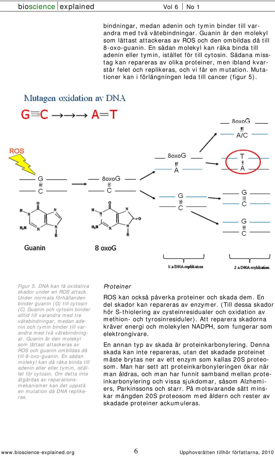 Mutationer kan i förlängningen leda till cancer (figur 5). Figur 5. DNA kan få oxidativa skador under en ROS attack.