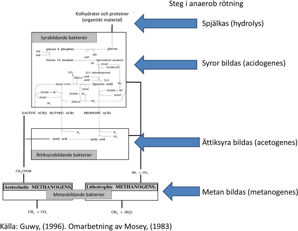 Ättiksyra bildas (acetogenes) Ättiksyrabildande bakterier Metanbildande