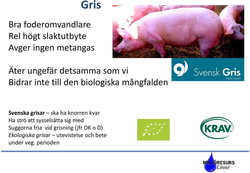 grisar ska ha knorren kvar Ha strö att sysselsätta sig med Suggorna fria