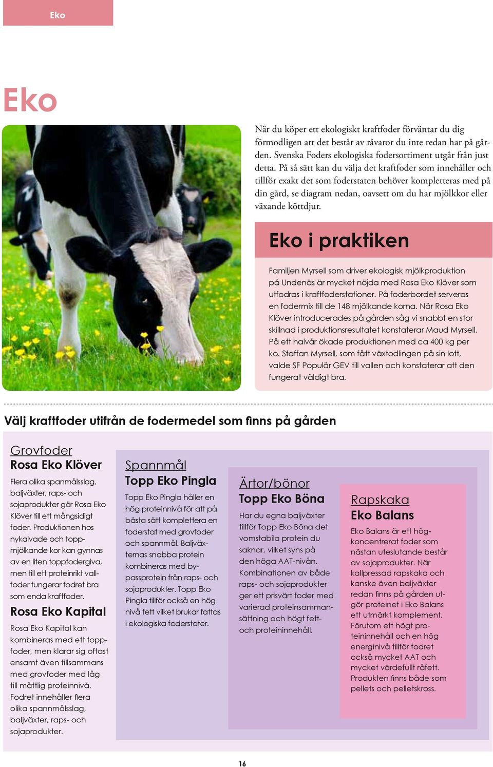 Eko i praktiken Familjen Myrsell som driver ekologisk mjölkproduktion på Undenäs är mycket nöjda med Rosa Eko Klöver som utfodras i kraftfoderstationer.