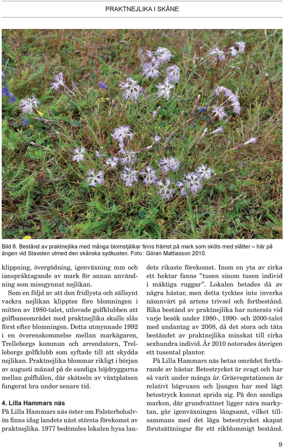 Som en följd av att den fridlysta och sällsynt vackra nejlikan klipptes före blomningen i mitten av 1980-talet, utlovade golfklubben att golfbaneområdet med praktnejlika skulle slås först efter