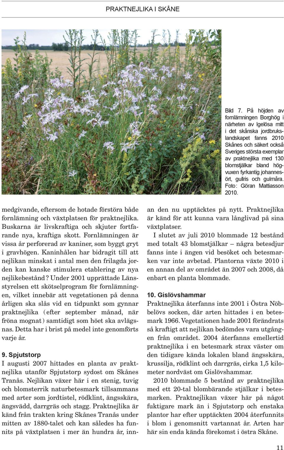 högvuxen fyrkantig johannesört, gullris och gulmåra. Foto : Göran Mattiasson 2010. medgivande, eftersom de hotade förstöra både fornlämning och växtplatsen för praktnejlika.