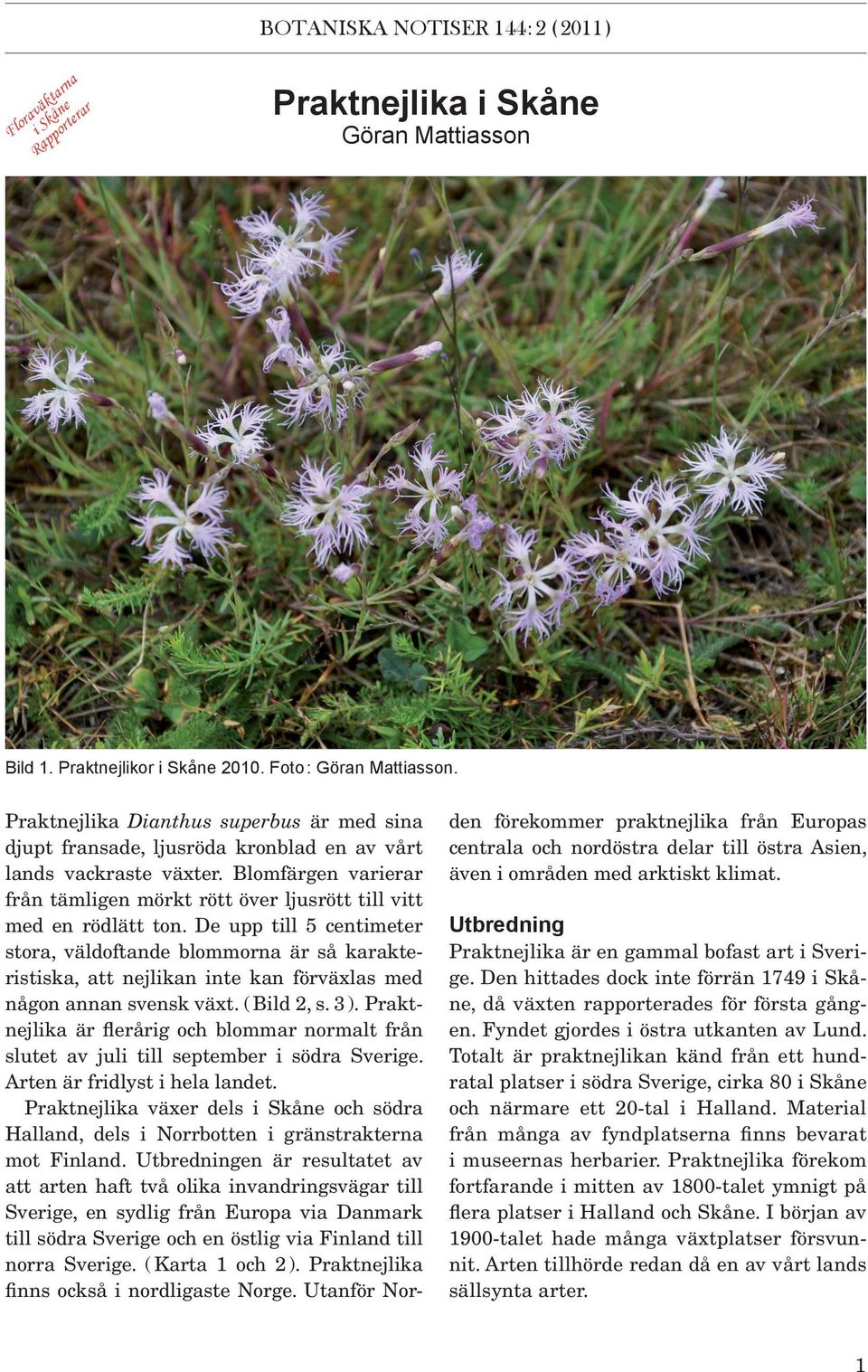 De upp till 5 centimeter stora, väldoftande blommorna är så karakteristiska, att nejlikan inte kan förväxlas med någon annan svensk växt. ( Bild 2, s. 3 ).