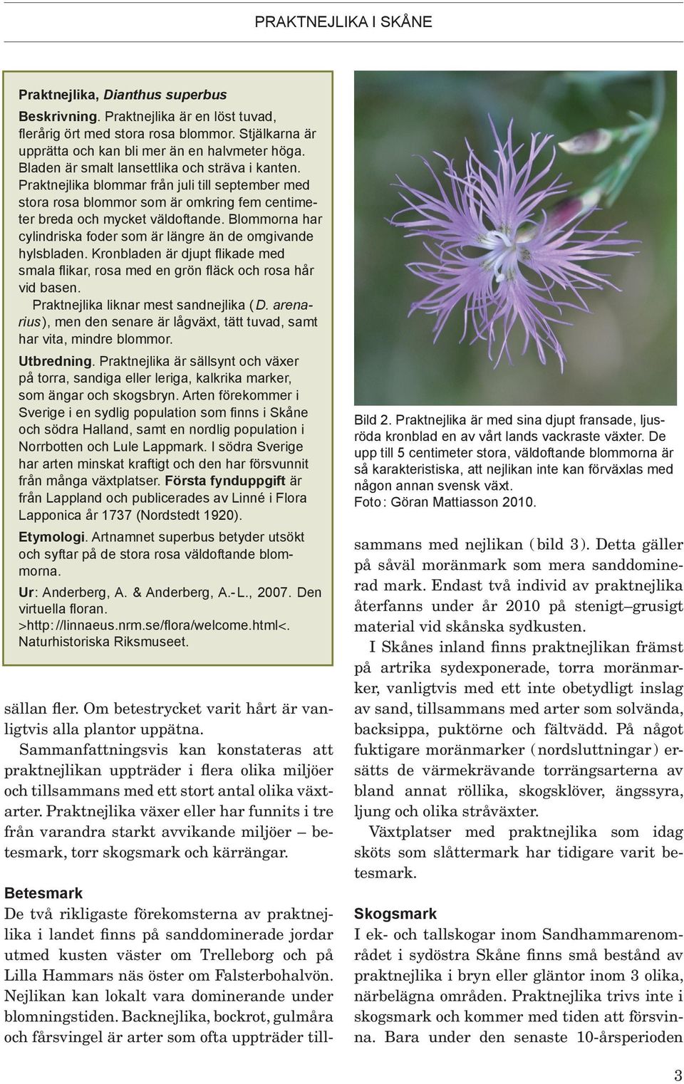 Blommorna har cylindriska foder som är längre än de omgivande hylsbladen. Kronbladen är djupt flikade med smala flikar, rosa med en grön fläck och rosa hår vid basen.