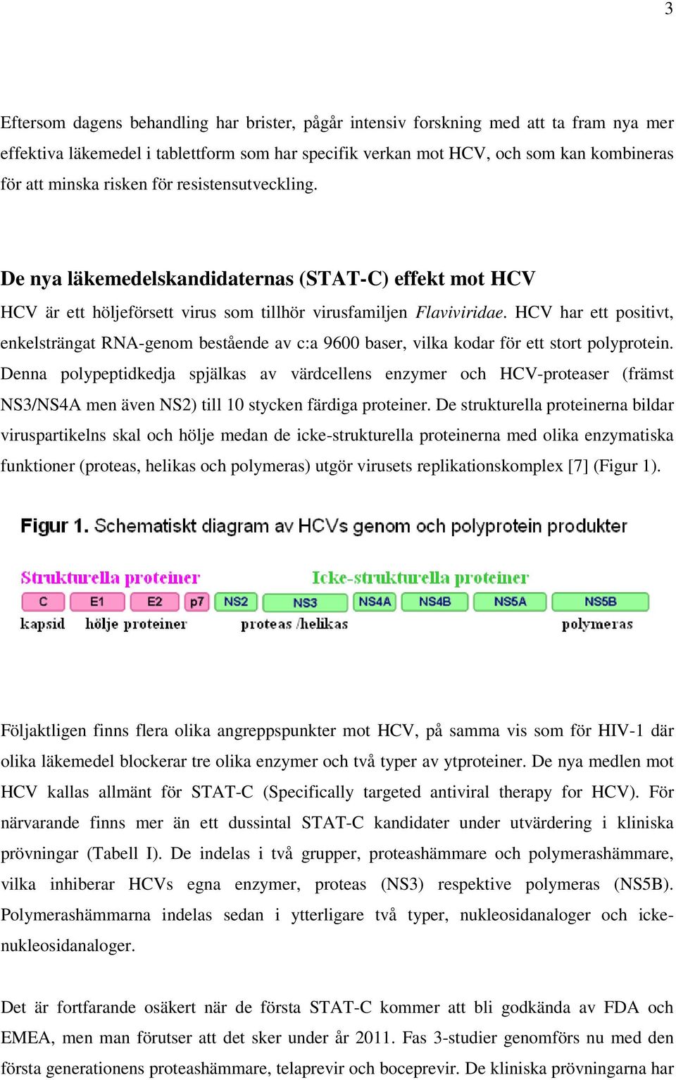 HCV har ett positivt, enkelsträngat RNA-genom bestående av c:a 9600 baser, vilka kodar för ett stort polyprotein.