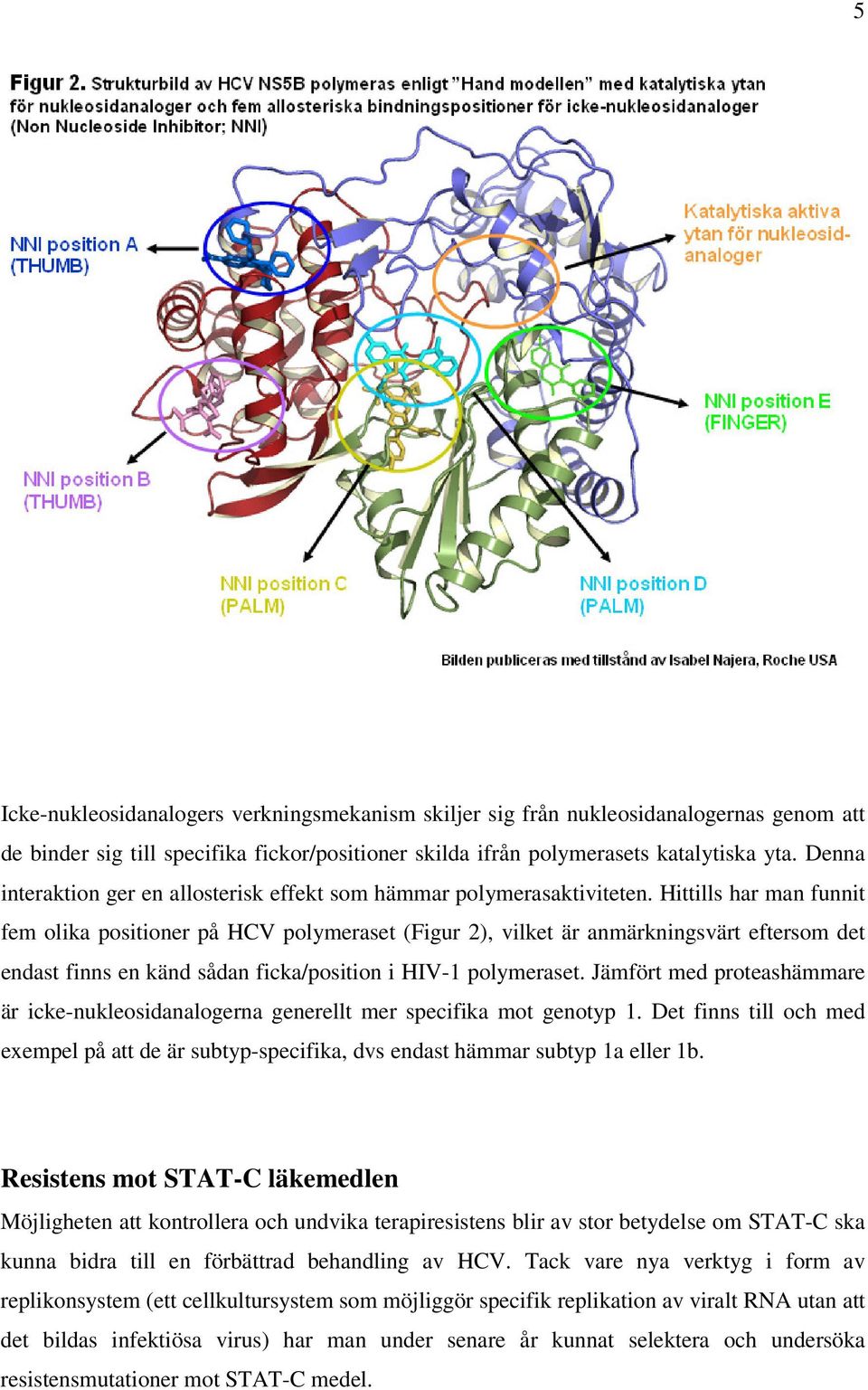 Hittills har man funnit fem olika positioner på HCV polymeraset (Figur 2), vilket är anmärkningsvärt eftersom det endast finns en känd sådan ficka/position i HIV-1 polymeraset.