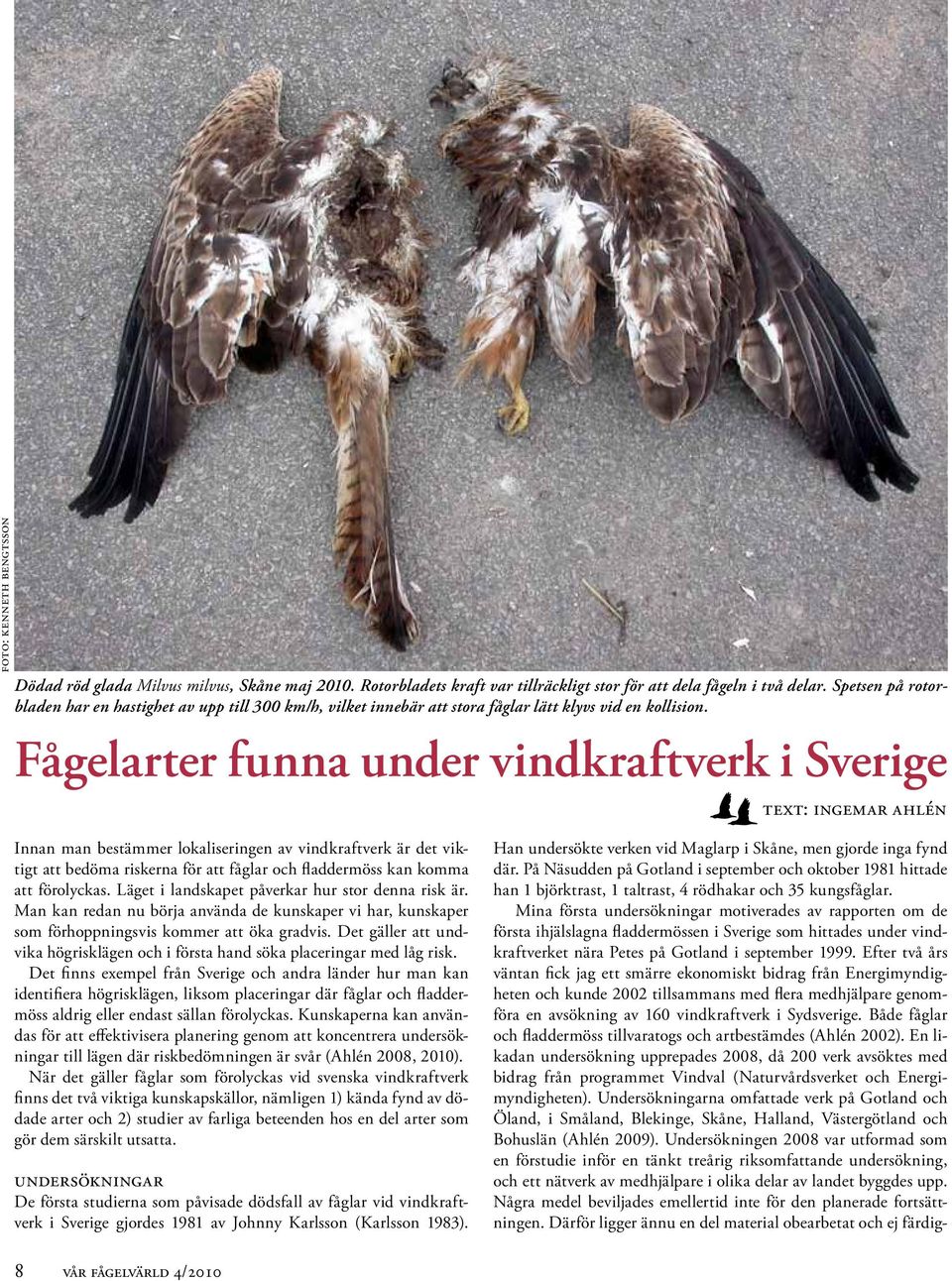Fågelarter funna under vindkraftverk i Sverige text: ingemar ahlén Innan man bestämmer lokaliseringen av vindkraftverk är det viktigt att bedöma riskerna för att fåglar och fladdermöss kan komma att