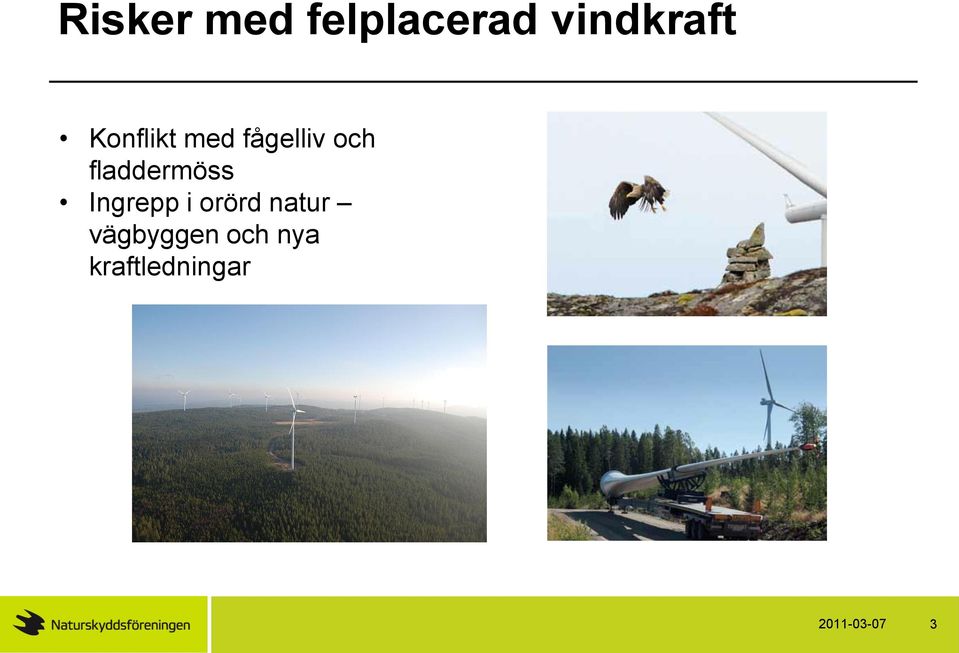 fladdermöss Ingrepp i orörd natur