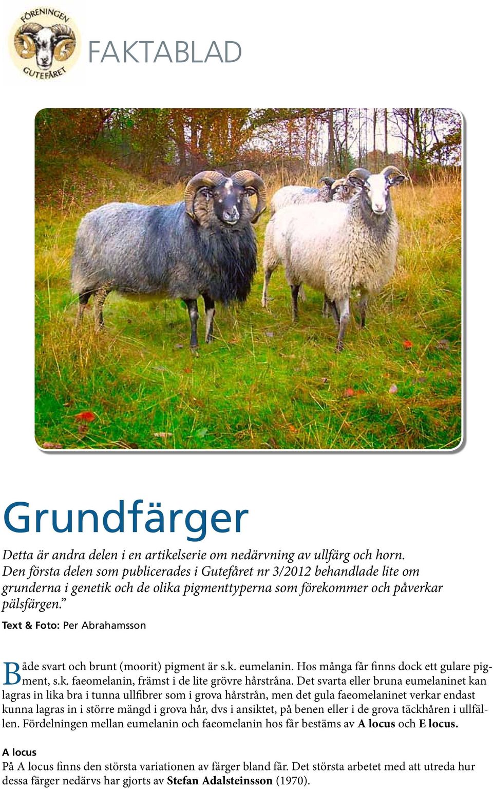 Text & Foto: Per Abrahamsson Både svart och brunt (moorit) pigment är s.k. eumelanin. Hos många får finns dock ett gulare pigment, s.k. faeomelanin, främst i de lite grövre hårstråna.