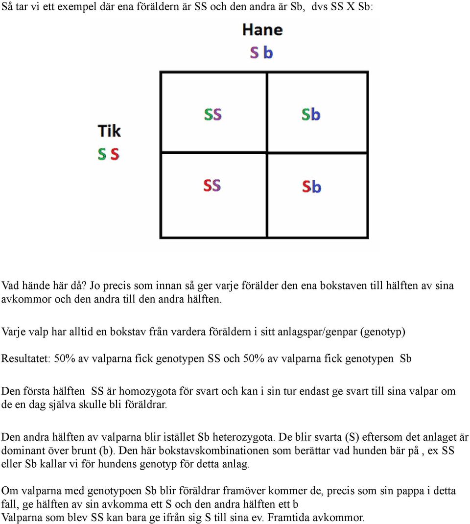 Varje valp har alltid en bokstav från vardera föräldern i sitt anlagspar/genpar (genotyp) Resultatet: 50% av valparna fick genotypen SS och 50% av valparna fick genotypen Sb Den första hälften SS är