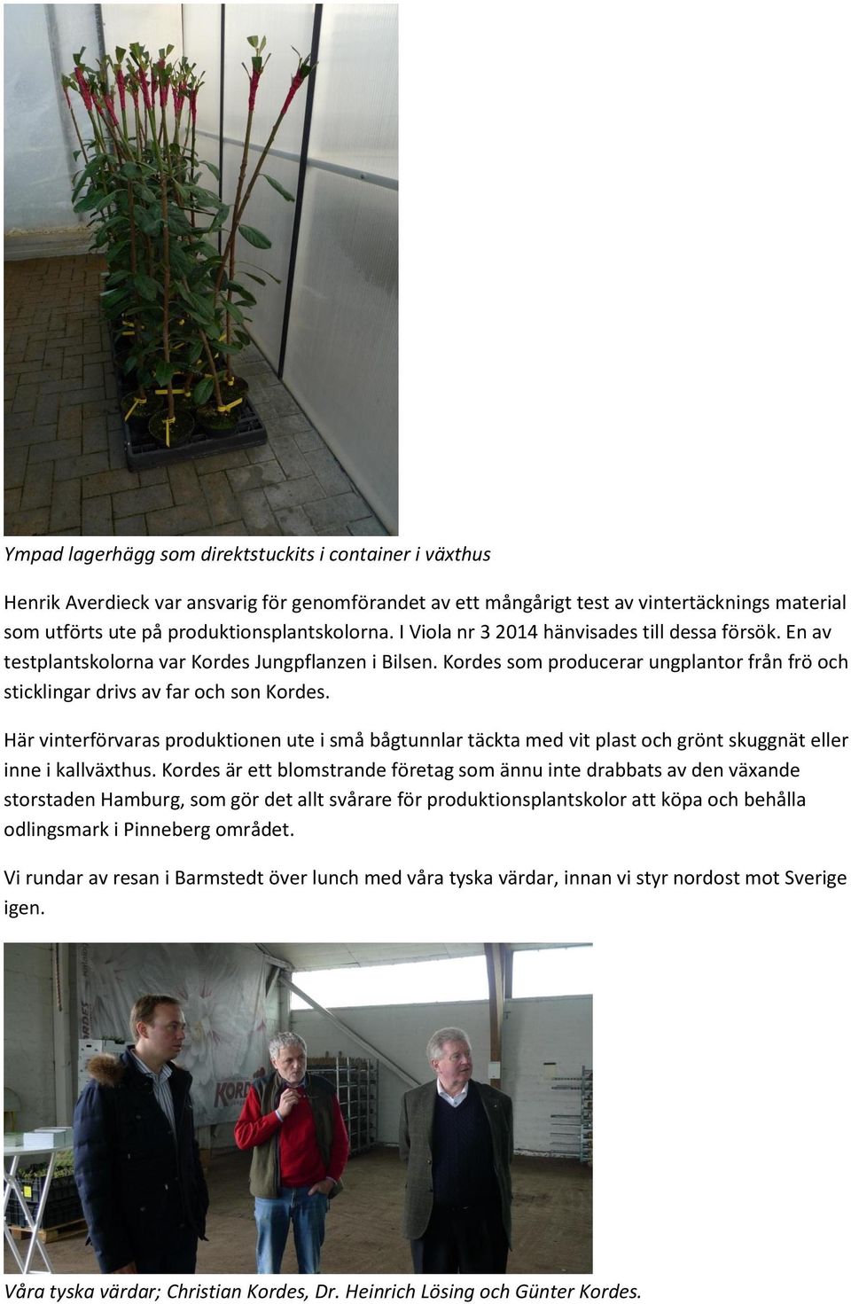 Här vinterförvaras produktionen ute i små bågtunnlar täckta med vit plast och grönt skuggnät eller inne i kallväxthus.