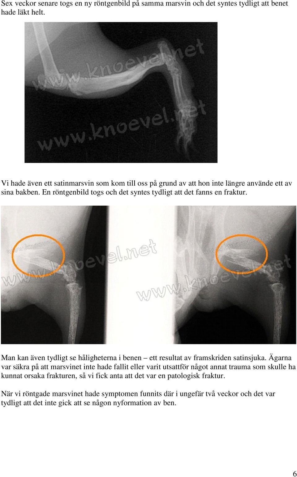 En röntgenbild togs och det syntes tydligt att det fanns en fraktur. Man kan även tydligt se håligheterna i benen ett resultat av framskriden satinsjuka.