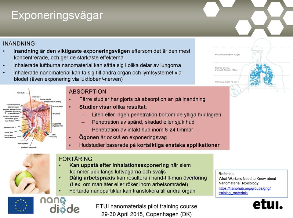 inandning Studier visar olika resultat: Liten eller ingen penetration bortom de ytliga hudlagren Penetration av spänd, skadad eller sjuk hud Penetration av intakt hud inom 8-24 timmar Ögonen är också