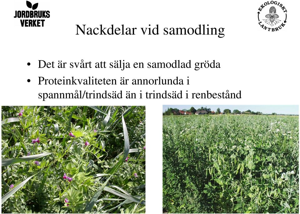 Proteinkvaliteten är annorlunda i