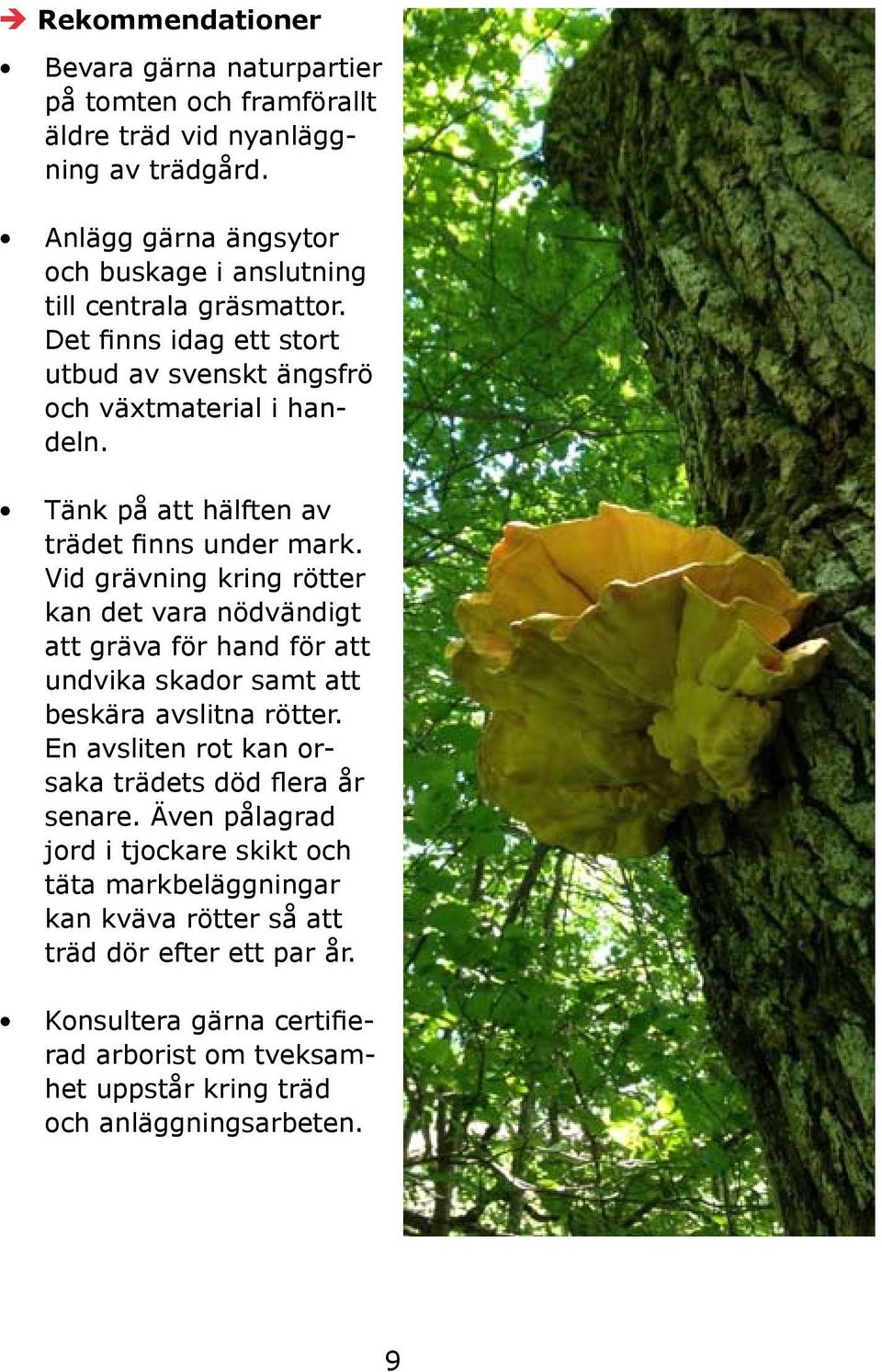 Tänk på att hälften av trädet finns under mark. Vid grävning kring rötter kan det vara nödvändigt att gräva för hand för att undvika skador samt att beskära avslitna rötter.