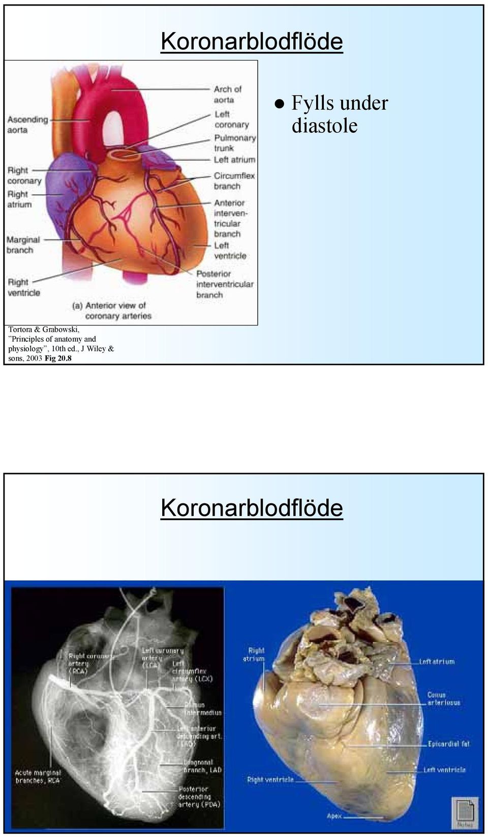 anatomy and physiology, 10th ed.