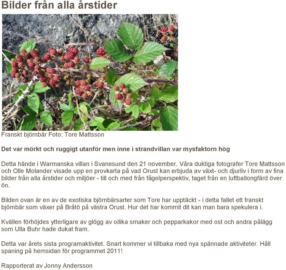 fågelperspektiv, taget från en luftballongfärd över ön. Bilden ovan är en av de exotiska björnbärsarter som Tore har upptäckt - i detta fallet ett franskt björnbär som växer på Bråtö på västra Orust.