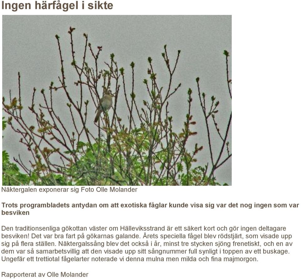 Årets speciella fågel blev rödstjärt, som visade upp sig på flera ställen.
