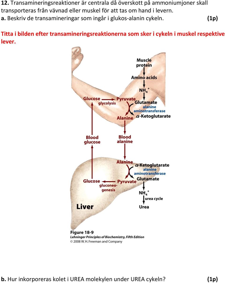 (1p) Titta i bilden efter transamineringsreaktionerna som sker i cykeln i muskel respektive