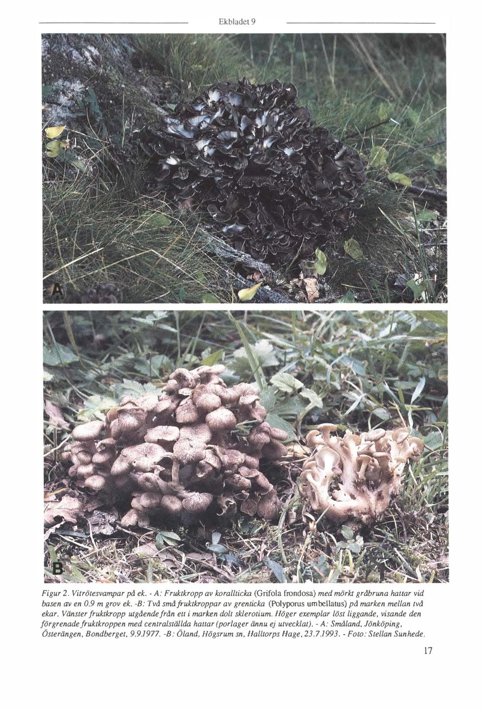 Vänster fruktkropp utgdendefrdn ell i marken dolt sklerotium.